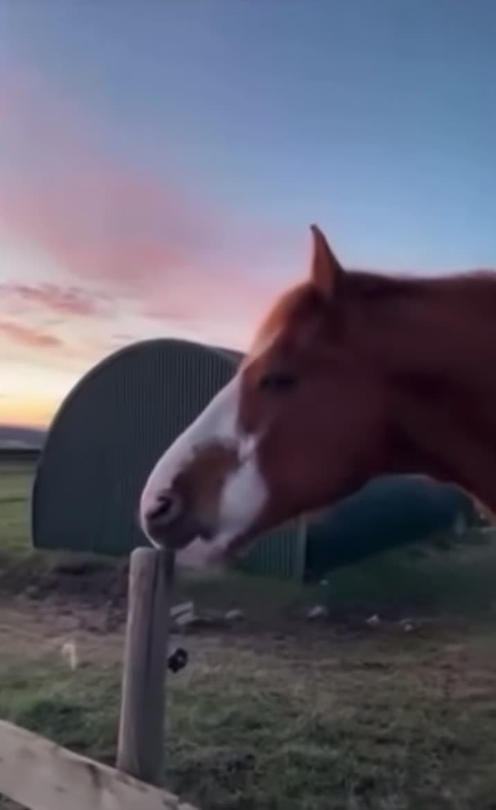 Horse just screams for random reason - 😂