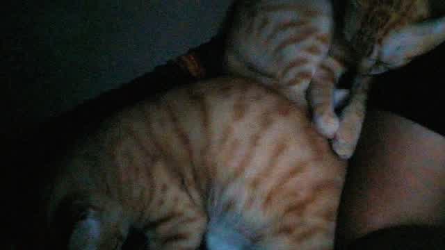 Imagine going to sleep with these little things every night (^-^)
