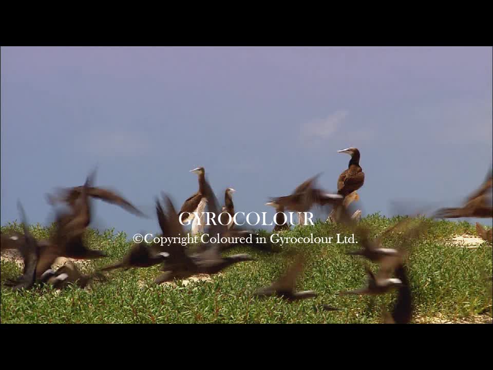 Gyrocolour logo (2013)