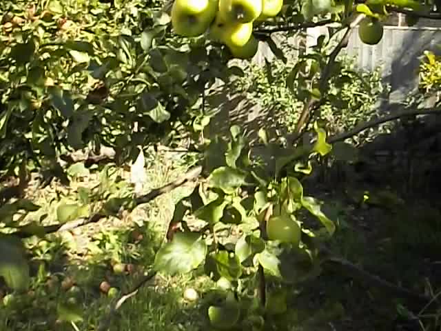 My apple tree