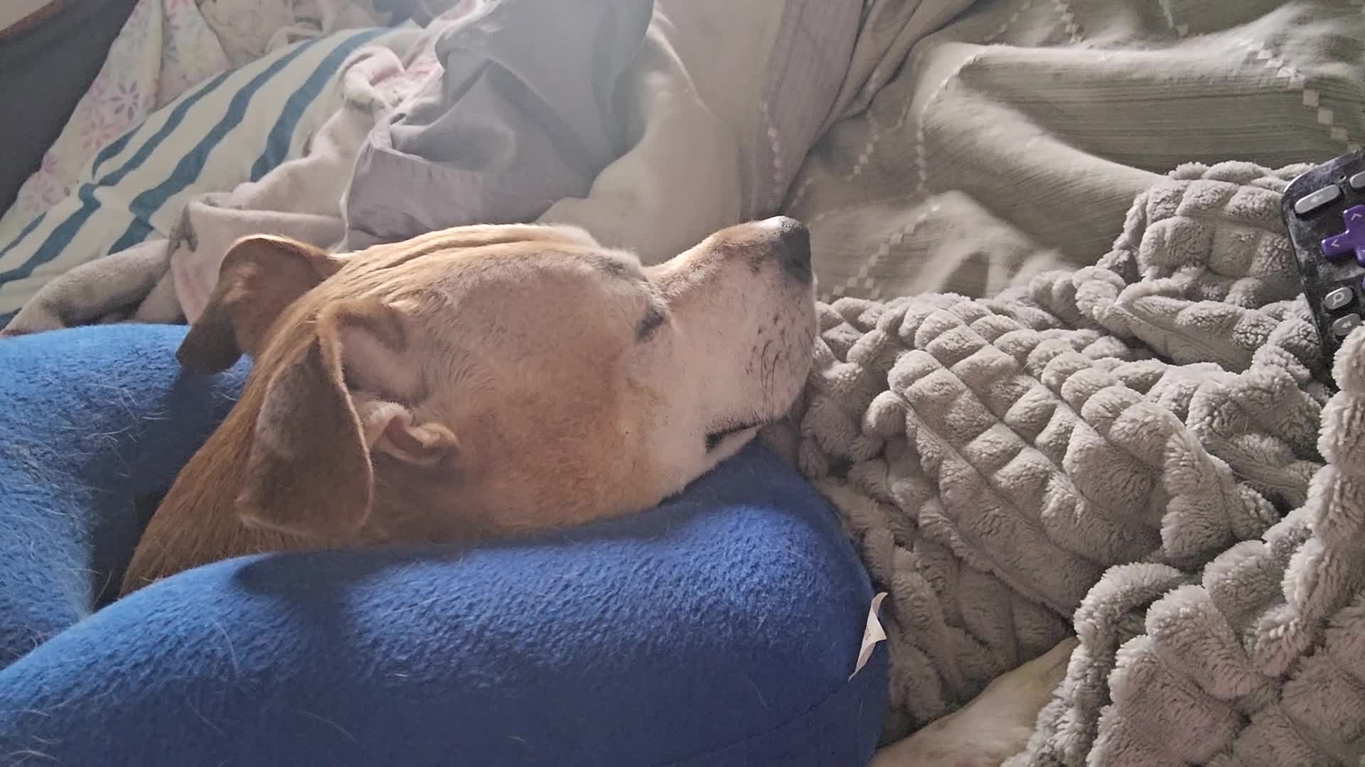 my dog snoring with cone of shame on