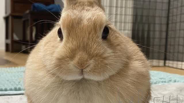 bnuuy compilation :)