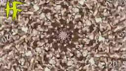 Caleb's chips for ryback and sources of music