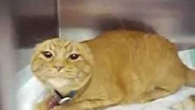 Very Angry Cat Very Angry Cat