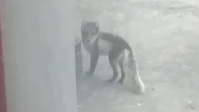 Saw Another Fox! Saw Another Fox!
