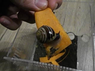 meine schnecke isst eine karotte