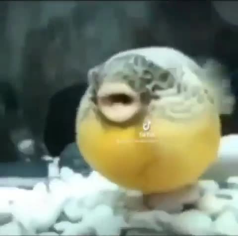 pufferfish got something to say