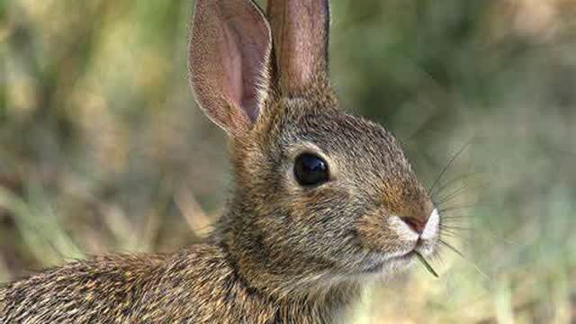 RABBIT WANTS CARROTS