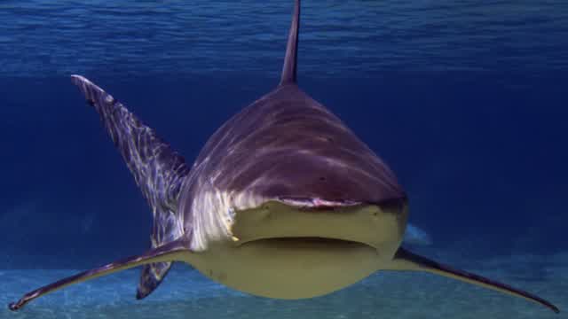 Bizarre Dreams Remembered 8/21/2025 Shark Ponds