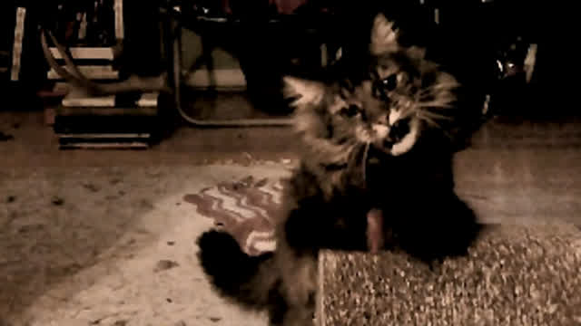 Leo hunts a feather. Leo hunts a feather.
