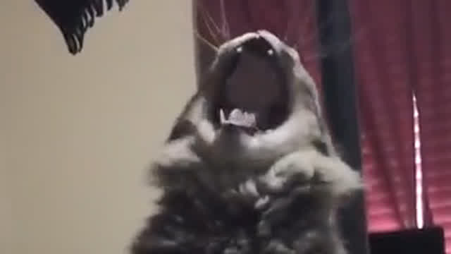 Yawn Yawn
