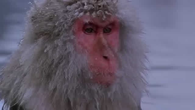 listening to deathconsciousness be like