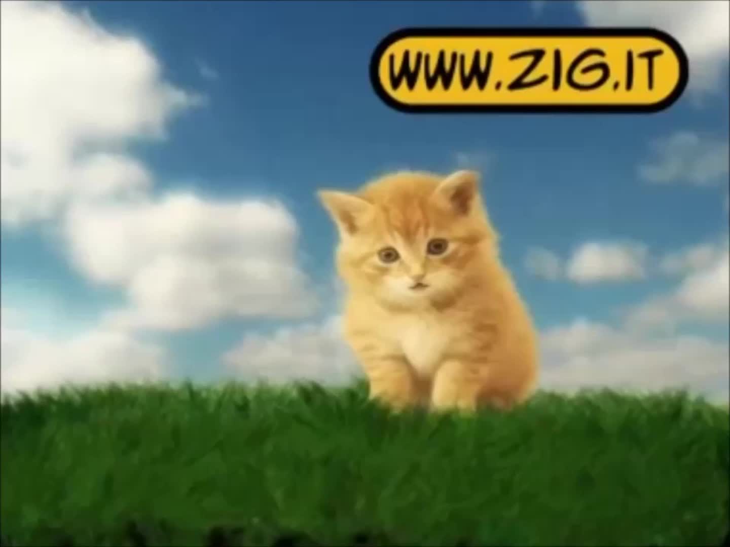 Le Cazzate di Virgola Parte 1