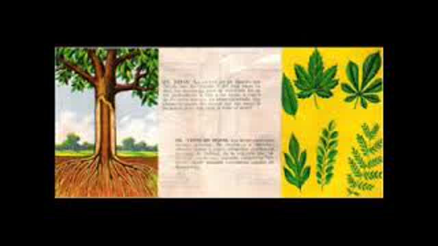 ALBUM CHOCOLATINA JET "historia natural" 2 de 2