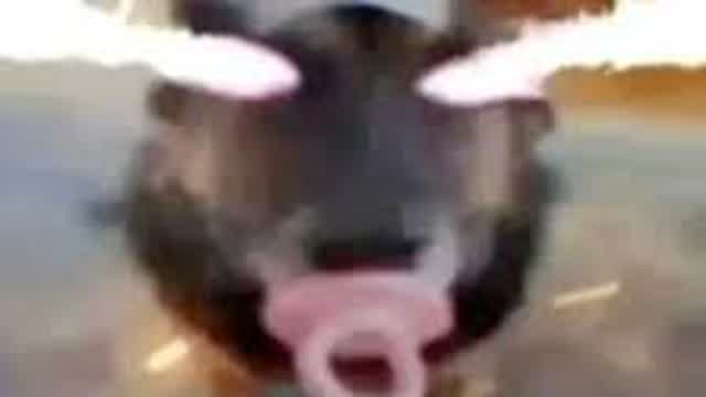 Random Shitposts Numba 1