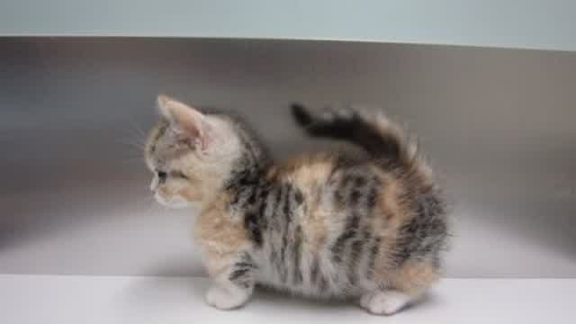 GUYS in india they eat people and in amarica we get runover with cars