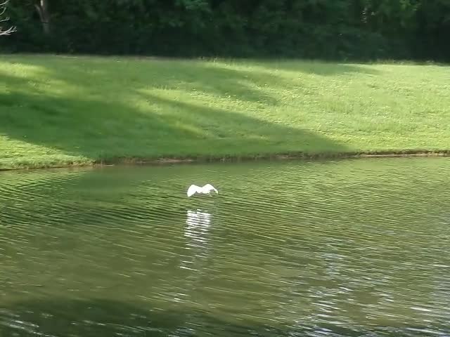 White Bird White Bird