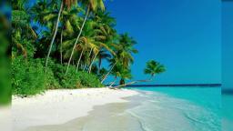 coda - Island Life coda - Island Life