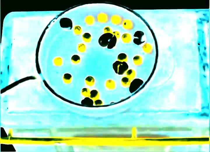 dzwoneczek i przygoda w pornhubie